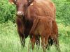 Vache Salers