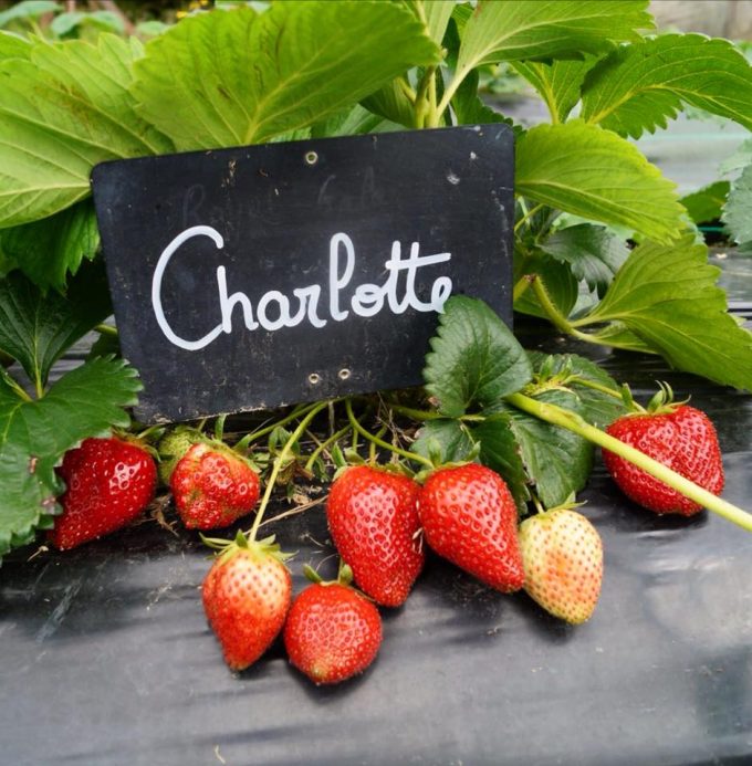 Cueillette de fraises possible