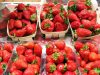 Fraises de Ty-Néol
