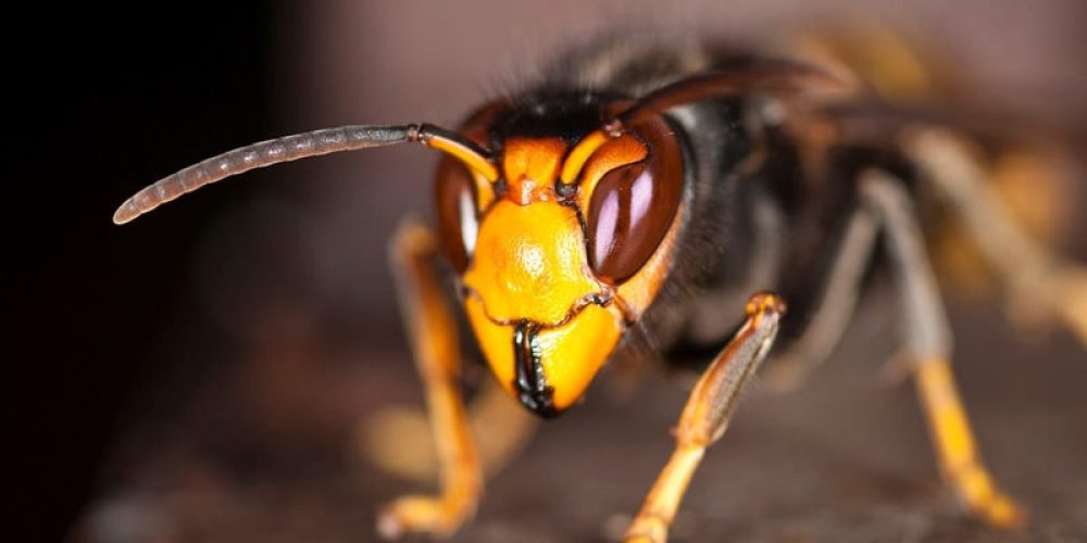 Piège à frelon asiatique : comment et pourquoi en fabriquer un ?