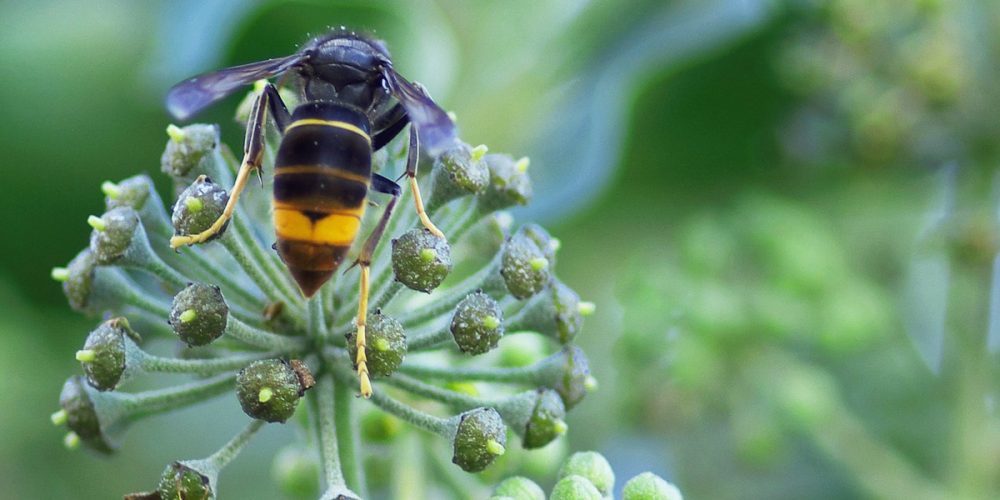 Vrai / Faux sur le frelon asiatique – Pour tout connaître de cet insecte nuisible