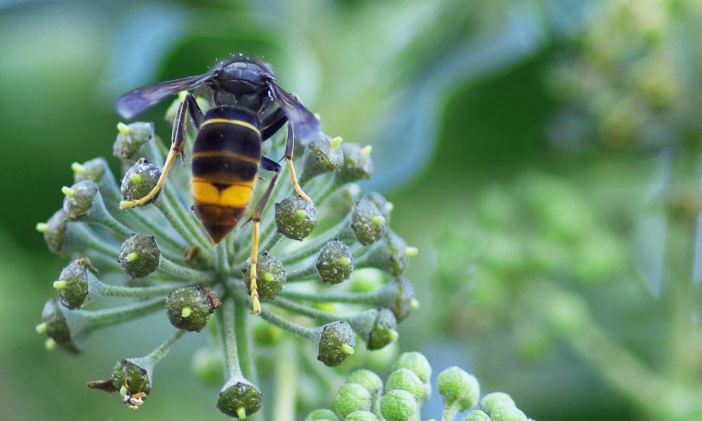 Vrai / Faux sur le frelon asiatique – Pour tout connaître de cet insecte nuisible