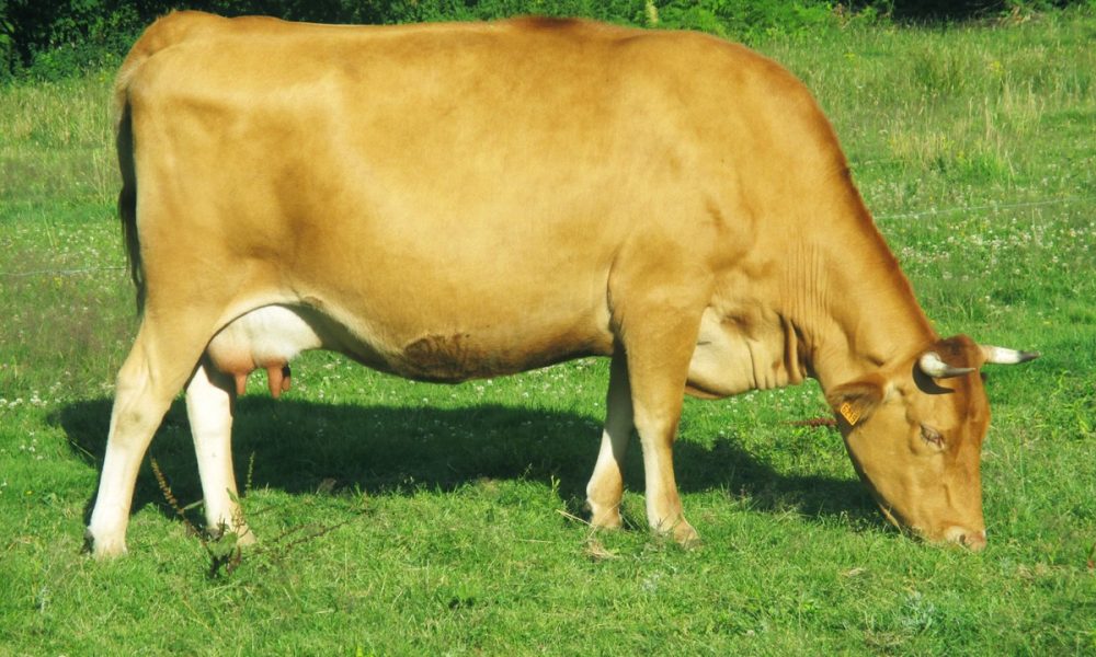La Froment du Léon (Léonaise) : Une race ancienne de Bretagne !