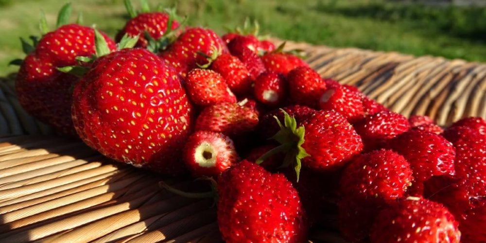 Guide des fruits de saison : le calendrier mois par mois