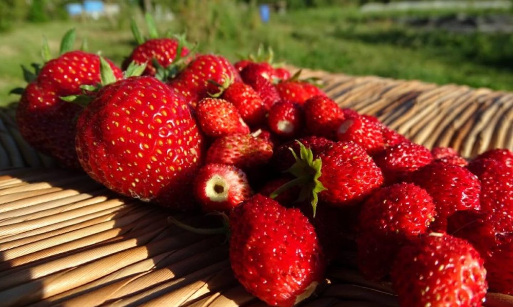 Guide des fruits de saison : le calendrier mois par mois