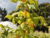 Les Fruits Meslan'G -  framboises jaunes