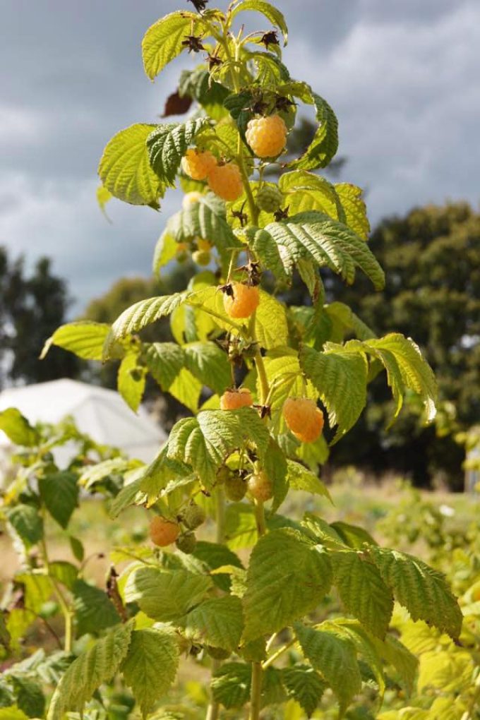 Les Fruits Meslan'G -  framboises jaunes