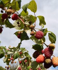 Les Fruits Meslan&rsquo;G