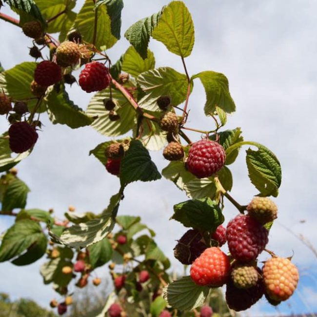 Les Fruits Meslan’G