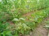 Les Fruits Meslan'G - haricots