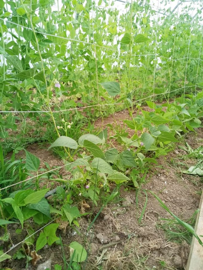 Les Fruits Meslan'G - haricots