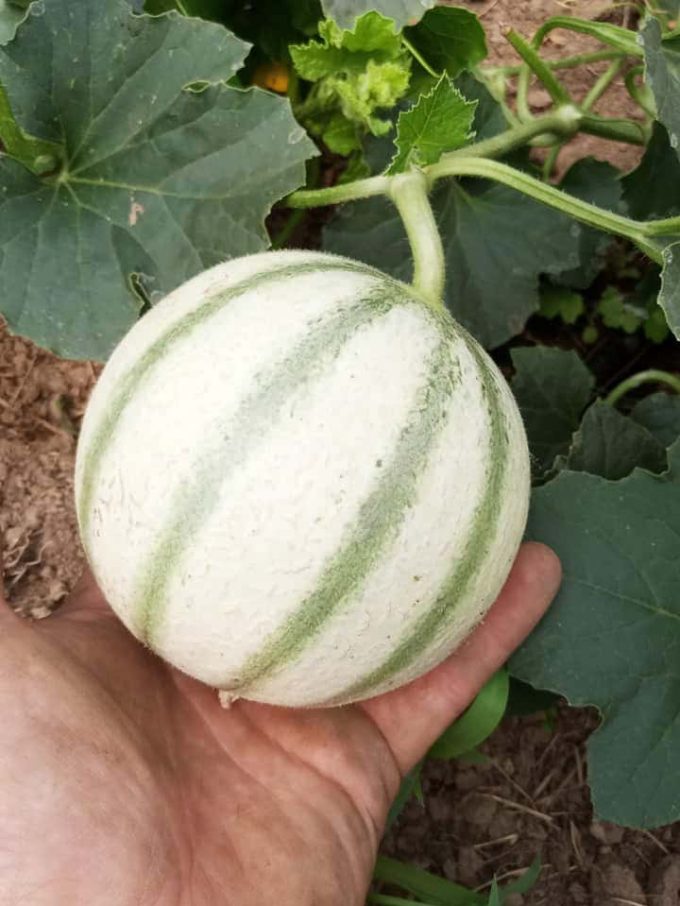 Les Fruits Meslan'G - melons