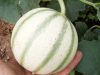 Les Fruits Meslan'G - melons