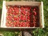 Les Fruits Meslan'G - fraises