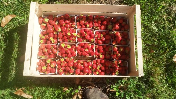 Les Fruits Meslan'G - fraises