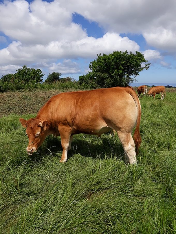 Les vaches sont en pâtures au minimum 8 mois de l'année