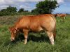 Les vaches sont en pâtures au minimum 8 mois de l'année