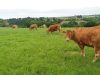Les bovins sont élevés sur une ferme de 80 hectares
