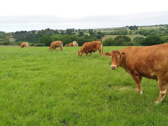 Les bovins sont élevés sur une ferme de 80 hectares