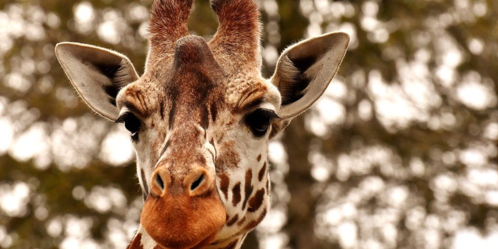 Gwenal, éleveur de girafes à Combrit !
