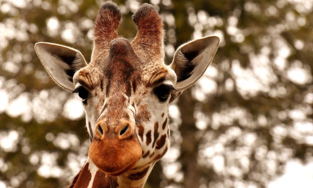 Gwenal, éleveur de girafes à Combrit !