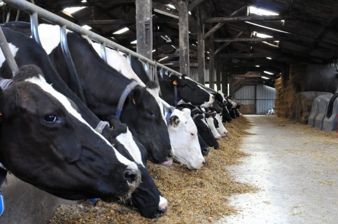 Les Vaches Prim'Holstein