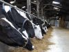 Les Vaches Prim'Holstein