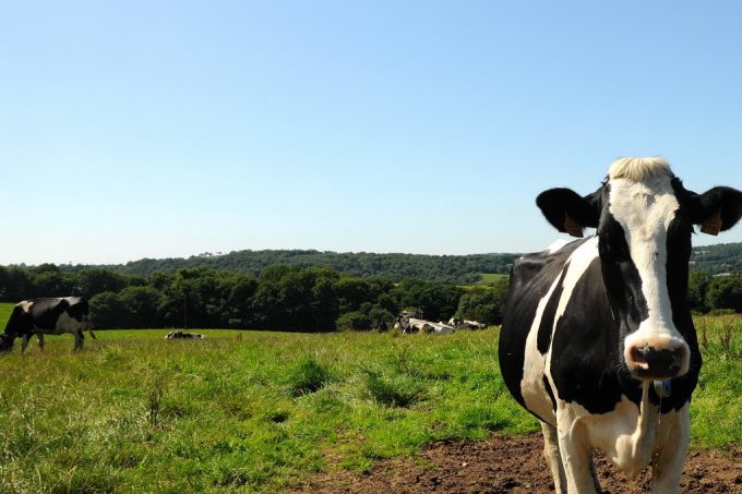 Vache laitière de la Ferme de Stang Reo