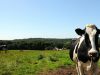 Vache laitière de la Ferme de Stang Reo
