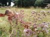 Grain de Méliss - floraison
