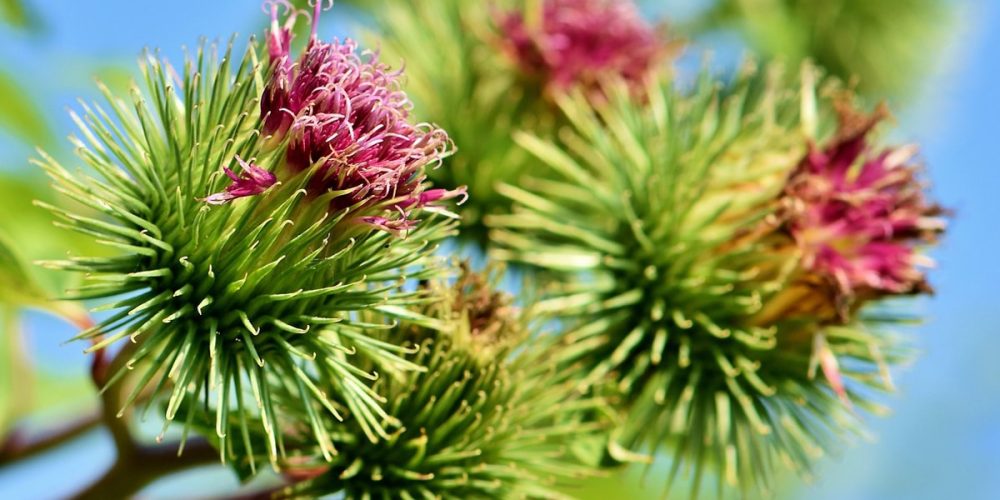 La bardane : origine, bienfaits et idées recettes d’une plante millénaire