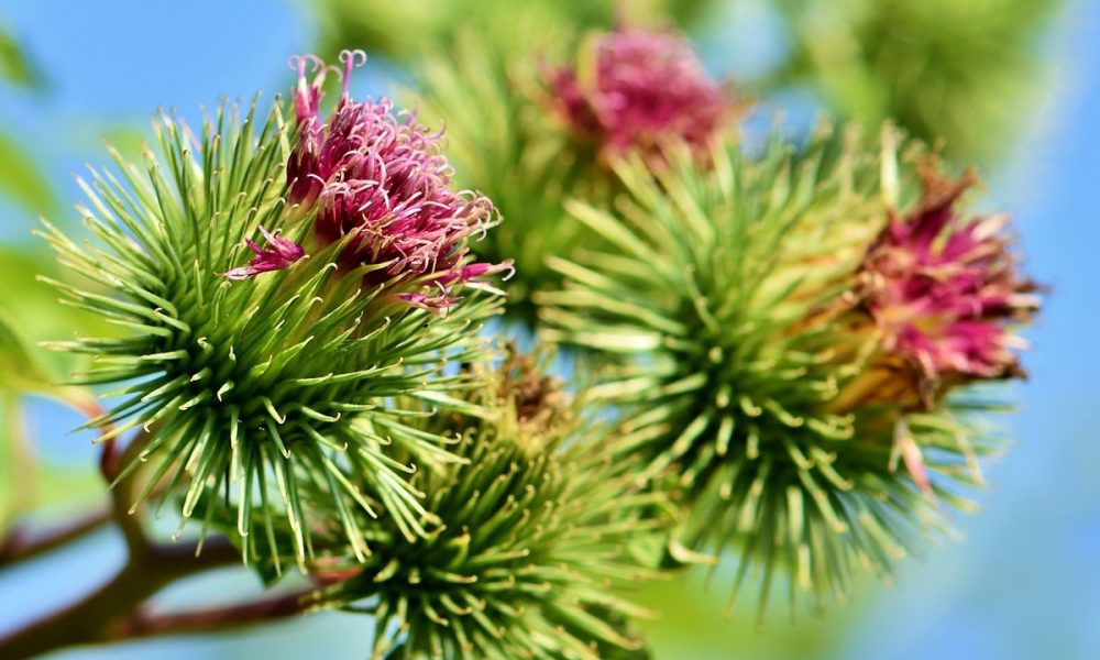 La bardane : origine, bienfaits et idées recettes d’une plante millénaire
