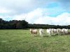 Le Groin dans le Foin - boeuf Charolais au pré