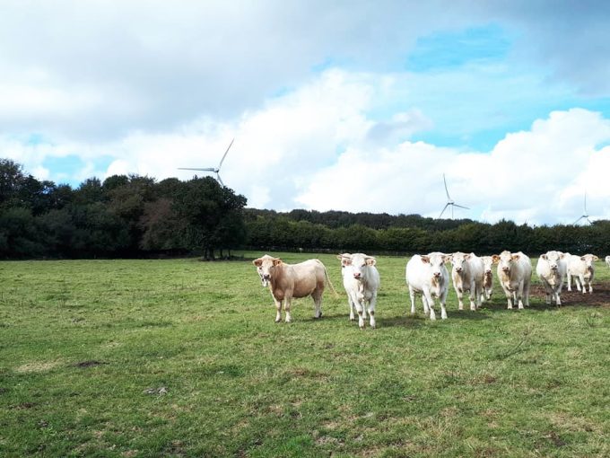 Le Groin dans le Foin - boeuf Charolais au pré
