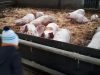 Le Groin dans le Foin - porcs sur paille