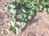 Courges qui courent