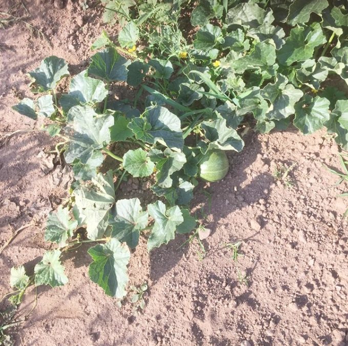 Courges qui courent