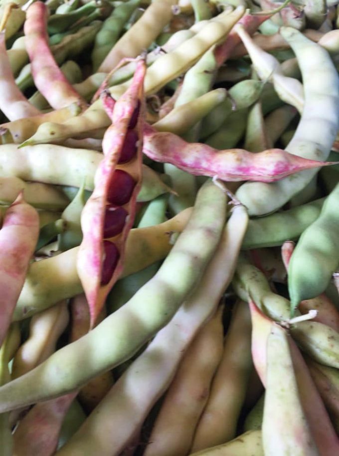 Haricots