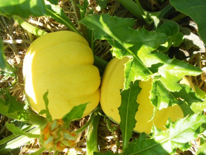 Courges et pâtissons