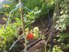 Tomates en serre