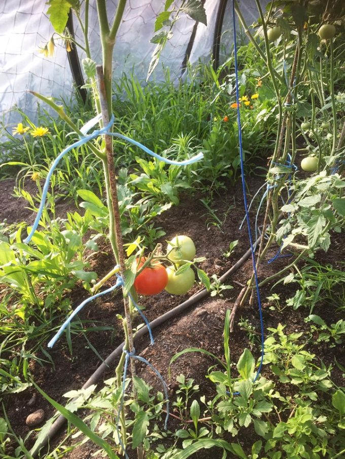 Tomates en serre