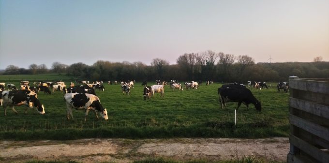Vaches dans les champs