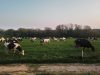 Vaches dans les champs