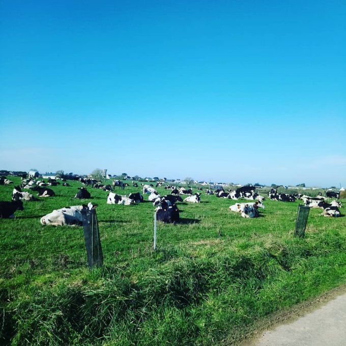 Vaches dans les champs