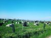 Vaches dans les champs