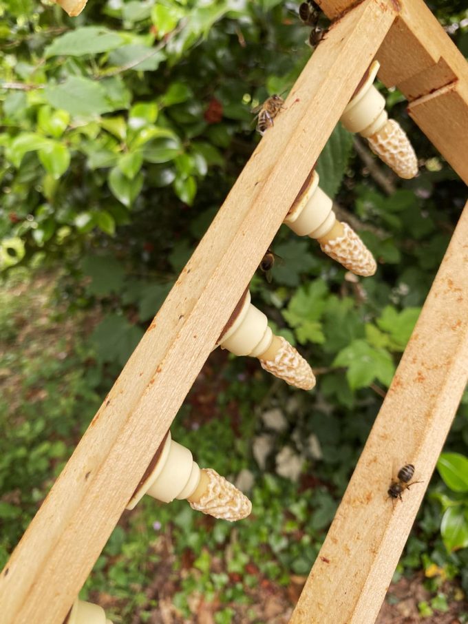 An Glazard Gwerr Apiculture - ruche
