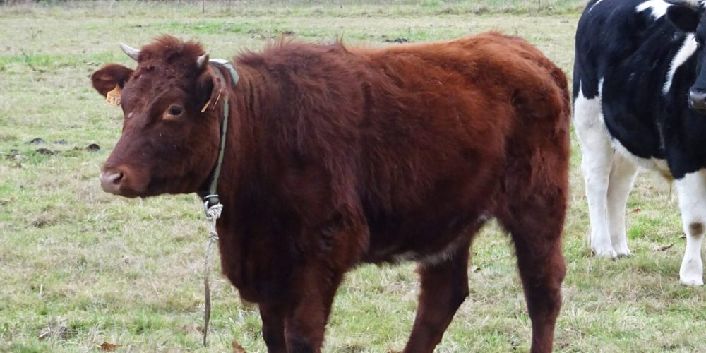 La vache Armoricaine : Il n&rsquo;en restait plus que sept en 1990 !