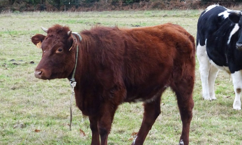 La vache Armoricaine : Il n&rsquo;en restait plus que sept en 1990 !