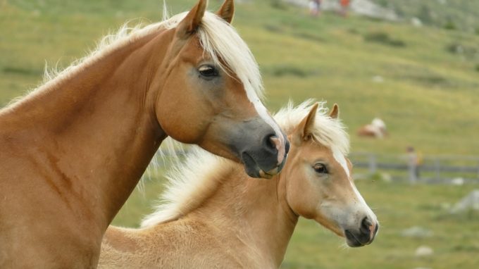 Chevaux Haflinger