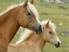 Chevaux Haflinger